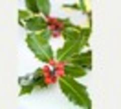 Have a great holly day